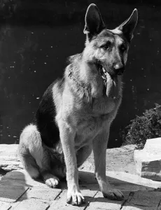 The Bionic Dog Bracken as Max from The Bionic Woman 1977 TV programme
