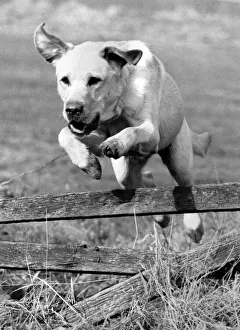 00070 Prints: The Bionic Major: Bounding with health-thats Major Catastrophe the first dog in