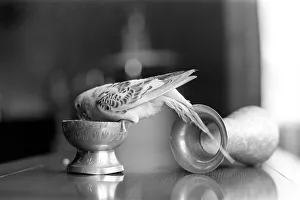 Bird: Animal: Pet: Budgie. March 1970 71-00187-002