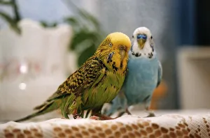 Budgie Prints: Birds Budgerigars Budgie call Jason Hathaway who flew into a deep fat frier