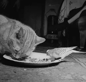 Budgerigar Prints: Birds Budgies January 1955 Tiger the tabby cat sharing his food with Jimmy