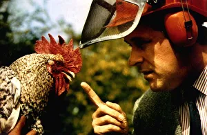 Birds Chickens Cockerel Corky the noisy cockerell who landed his owners in court for