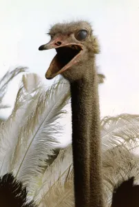 Ostrich Prints: Birds Ostrich large long necked fast running flightless bird from Africa circa 1995