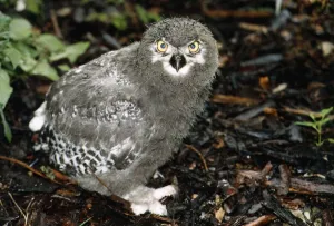 Birds Owl Snowy Owl Chick 1 month old at Whipsnade Wildlife Park circa 1995