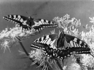 00955 Prints: The Birth of a Butterfly. Swallowtail butterflies seen here minutes after emerging