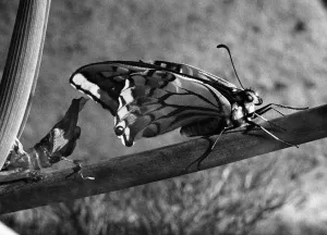 The Birth of a Butterfly. A Swallowtail butterfly seen here pumping after emerging