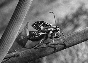 Nature Prints: The Birth of a Butterfly. A Swallowtail butterfly seen here pumping its wings moment