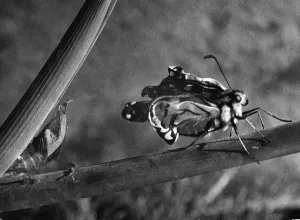 The Birth of a Butterfly. A Swallowtail butterfly seen here pumping its wings moment
