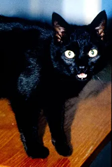Pets Prints: Black cat on a table. Cats Animals Scary MIRD-S-17098 / 4