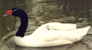 Cygnet Prints: A black necked swan carries one of its cygnets at Washington Wildfowl Park