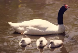 00047 Prints: A black necked swan with its new chicks at Washington Wildfowl Park