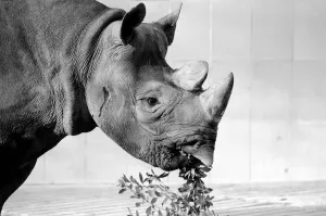 Black Rhino at Bristol Zoo. January 1975 75-00379-013