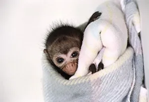 Black Spider Monkey Pedro at Colchester Zoo circa 1994
