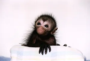 Black Spider Monkey Pedro at Colchester Zoo circa 1994