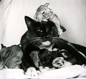 Black and white cat Beckie, foster mother to newly born rabbits at their owners home