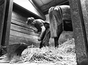 00022 Prints: Blacksmith Doug Dunn shoeing racehorses in a stable near his forge at Rennington
