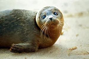 Seals Prints: Blind seal Jack who was saved by Harry Nickerson October 1991