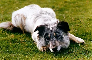 Blind sheepdog Chaz sitting down as he prepares to round up the sheep November 1995