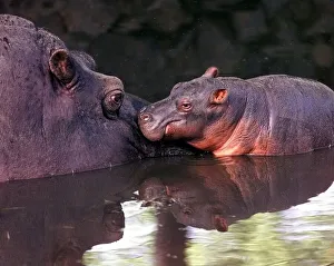 Core5 Prints: Bliss'the newborn hippo with her mum Barbell at the West Midland Safari Park