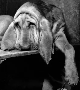 Tired Prints: Bloodhounds seen here is at the Crufts dog show is Delburn Appeline Queenie aged 8
