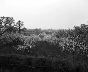 00594 Collection: Blossom time at the Vale of Evesham, Worcestershire. April 1952