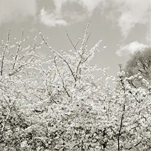 Blossom trees Boughs waving in the spring breeze Fluffy white couds in