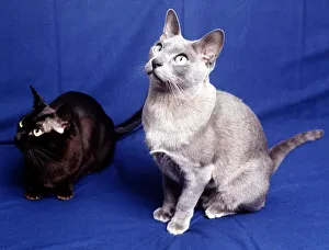 A Blue Burmese cat February 1989 animal animals cat cats feline domestic pet