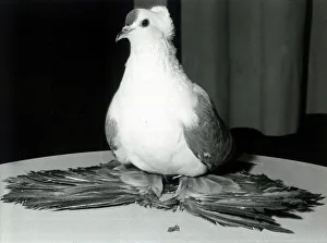 Bird Prints: A blue fairy Swallow pigeon on show at the People International Pigeon Racing show
