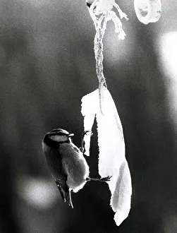 00202 Prints: Blue tit nibbling frozen bacon Bird in the ice January 1978 A©Mirrorpix