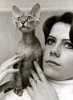 Blue Tortoiseshell Curly Coated Devon Rex - November 1976 Tortoiseshell Tom Cat
