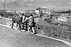 Bob Stobbart leads a Vaux Percheron out of the Breweries stables in 1986