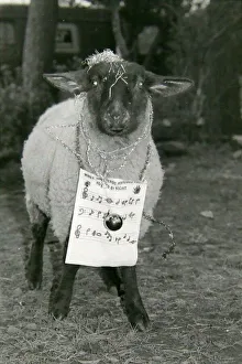 Song Prints: Bobby the sheep led rescued animals at Bromsgroves Broad Green Animal Sanctuary in