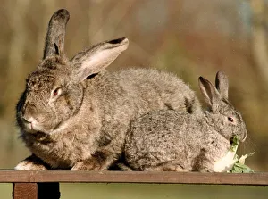 Rabbits Prints: Bodmin the Flemish Giant rabbit March 1999 with a normal size rabbit
