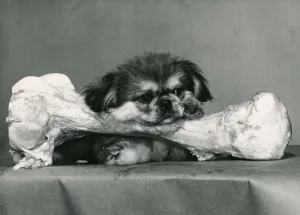 Hunger Prints: Bonny the Pekinese puppy dog gets his chops round his first bone and it
