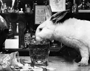 Images Dated 30th July 1970: Boozer the 14 week old rabbit pet of licensee of the Montville Hotel