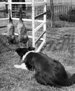 00057 Prints: This border collie is seen here rounded up a pair of ducks as sheep are in short supply