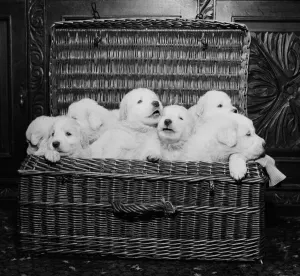 Born of reserve champion Mountville Snowmaid, these Pyrenean mountain pups are one month