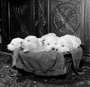 Born of reserve champion Mountville Snowmaid, these Pyrenean mountain pups are one month