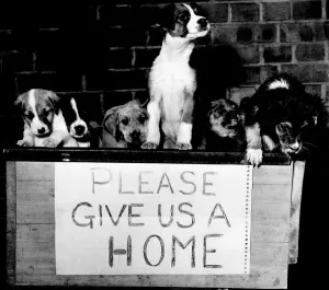 Abandoned Prints: We were born, but not wanted, please give us a home