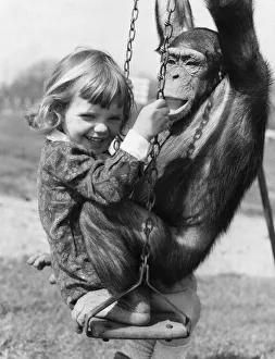 Swing Prints: Bosom friends Rosie the chimp and Tracey Clews seen here playing on the swings at Southam
