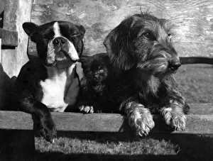 Bossy, the Boston Terrier, and Anna, a wire-haired Dachshund