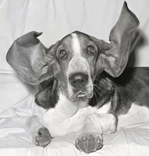 Hearing Prints: Bosun the Basset Hound seen here at the 1963 Crufts dog show February 1963