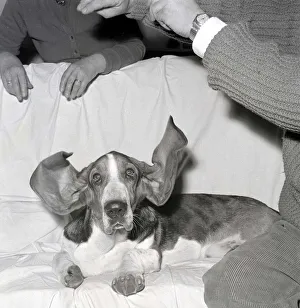Hearing Prints: Bosun the Basset Hound seen here at the 1963 Crufts dog show February 1963