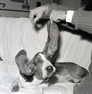 Hearing Prints: Bosun the Basset Hound seen here showing off the length of his ears at the 1963 Crufts