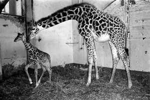 Its a bouncing baby for Daisy. A 6-feet-tall baby giraffe was born yesterday (Mon