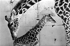 Its a bouncing baby for Daisy. A 6-feet-tall baby giraffe was born yesterday (Mon
