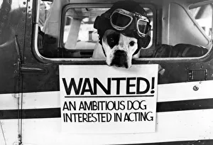 00585 Prints: Boxer not Biggles Anna the 3 years old Boxer dog who was picked to act on stage for