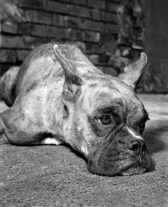 00057 Prints: Boxer Dog Family: Quarantine Regulations Divide a Family