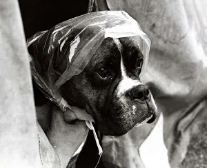 Canines Prints: A Boxer Dog wearing a plastic bag on his head - June 1969 protection from the rain