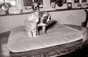 Boxer pup wrestling ginger tabby kitten 1960s A&copy;Mirrorpix